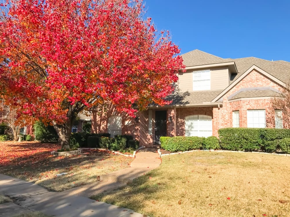 quel arbre planter près d'une maison quel arbre planter près d'une maison