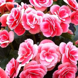 Sortes de Bégonias