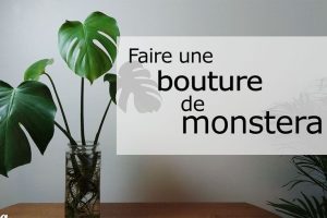 Bouturer un Monstera