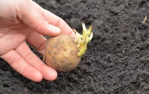 Buttage des Pommes de Terre