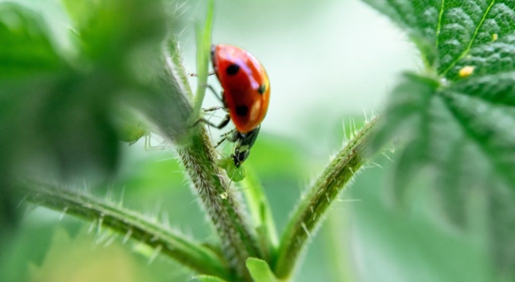 Combattre les Insectes Nuisibles