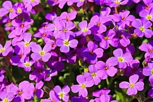 identifier Fleurs Mauves