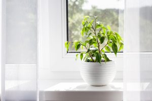 Quels sont les bienfaits du deadheading pour vos plantes d’intérieur ?
