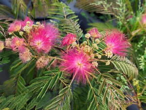 Les inconvénients de l'Albizia