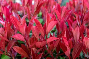 inconvénients du photinia