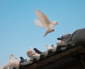 recette de grand-mère pour faire fuir les pigeons