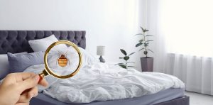 Mesnuisibles pour éliminer les punaises