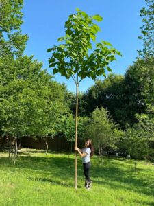 paulownia arbre