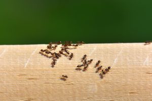 Remède de grand-mère contre les fourmis