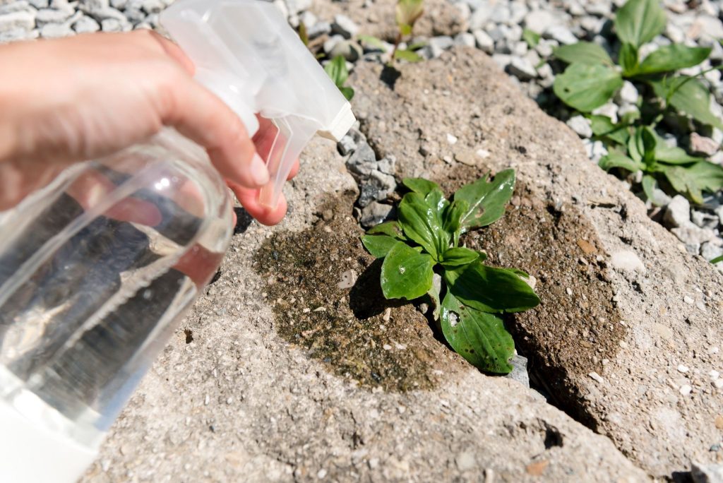 désherbant naturel qui élimine les racines
