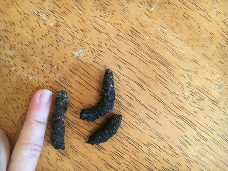 identifier les crottes de hérisson