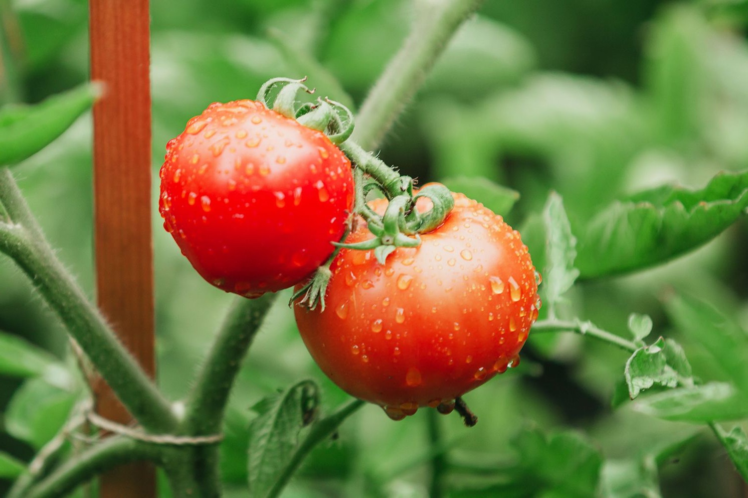 dosage bouillie bordelaise pour 5 litres tomates dosage bouillie bordelaise pour 5 litres tomates