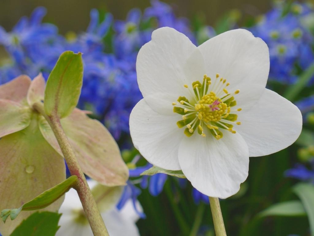 Helleborus niger rose de noel