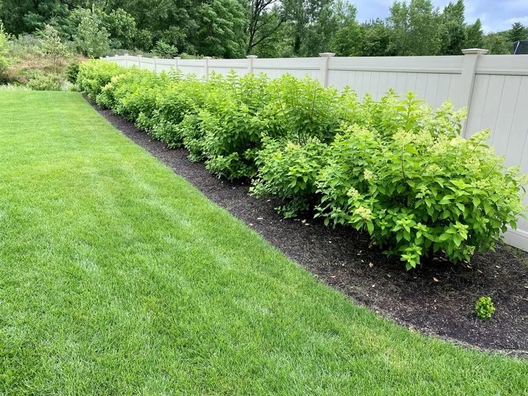 distance planter un hortensia du mur