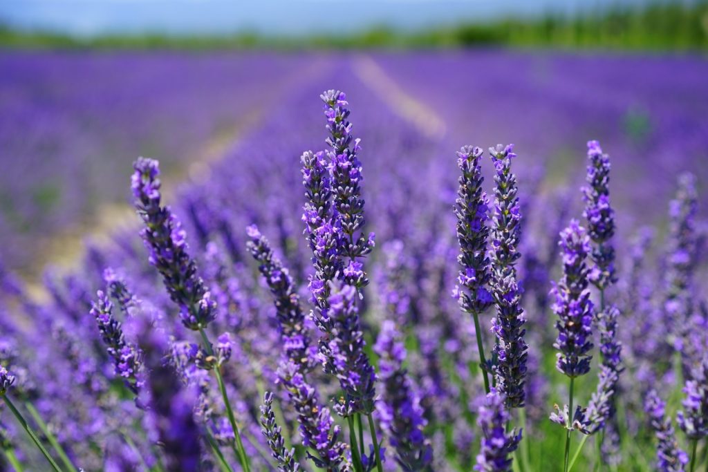 fleur-en-l