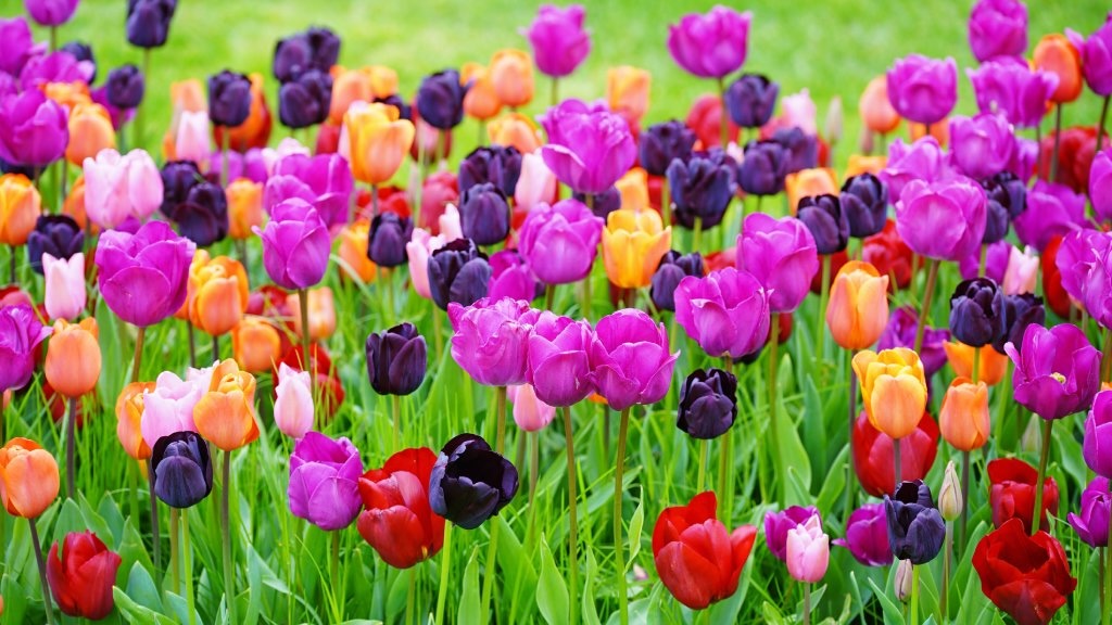 fleur-en-t