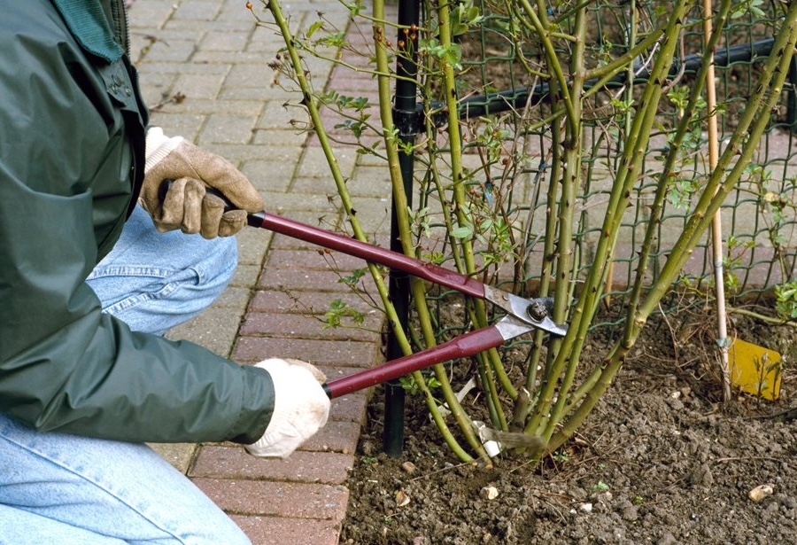 quand-tailler-les-rosiers