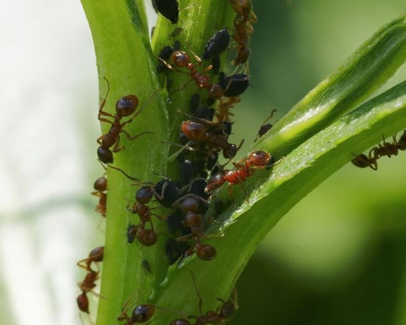 Comment Se D barrasser Des Fourmis Au Jardin Comment Se D barrasser Des Fourmis Au Jardin