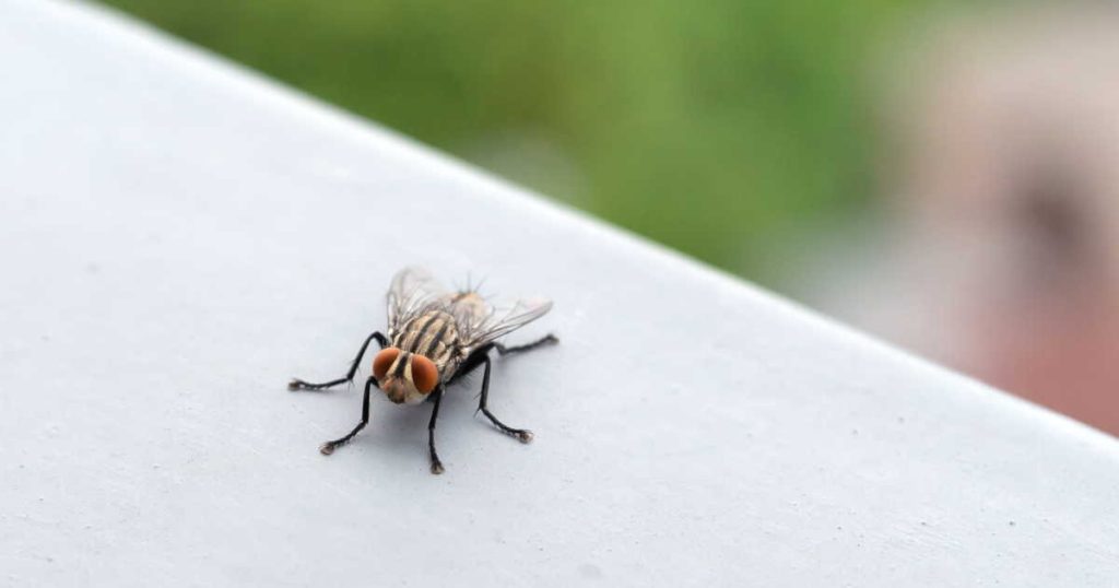mouche-dans-la-maison-signification