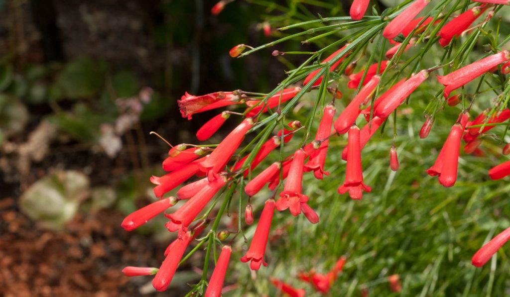 plante-goutte-de-sang