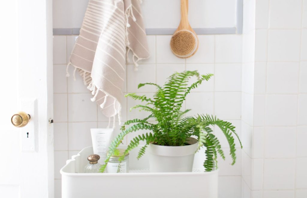 plante-salle-de-bain