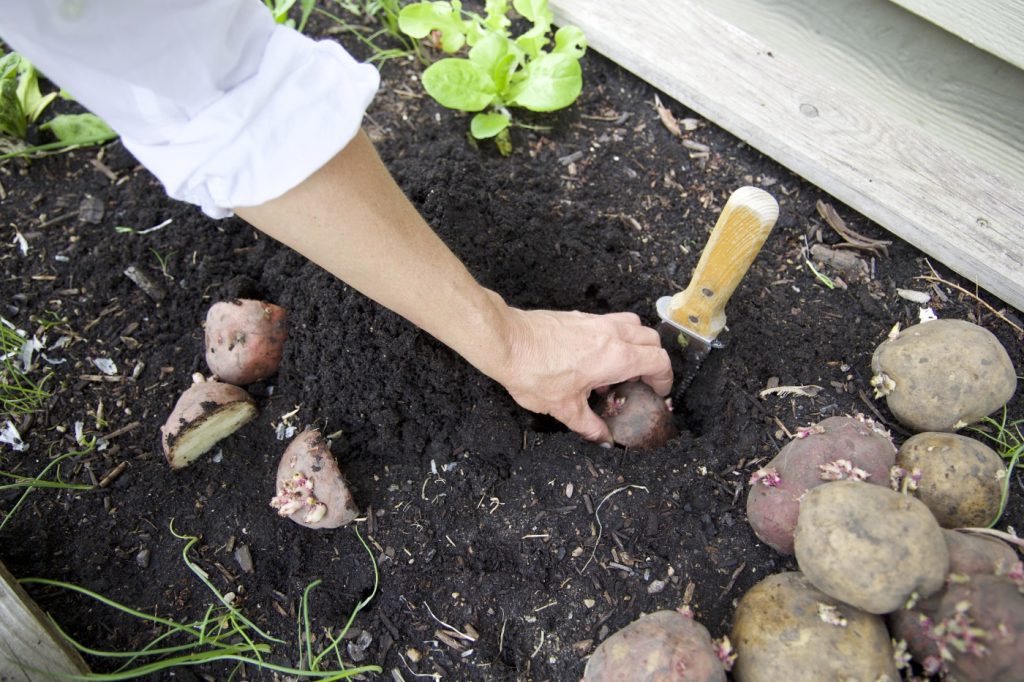 quand-planter-les-pommes-de-terre