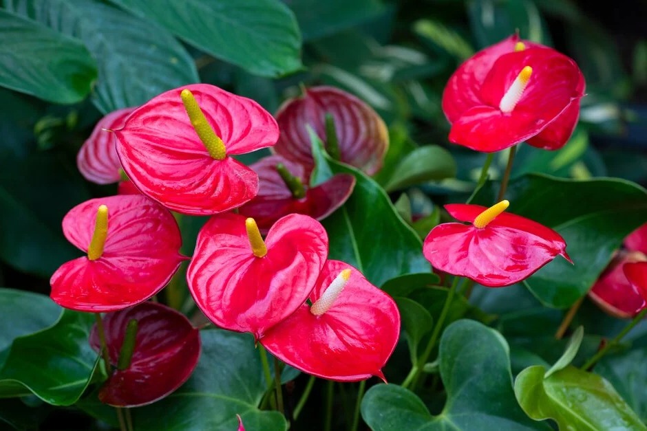 anthurium-entretien