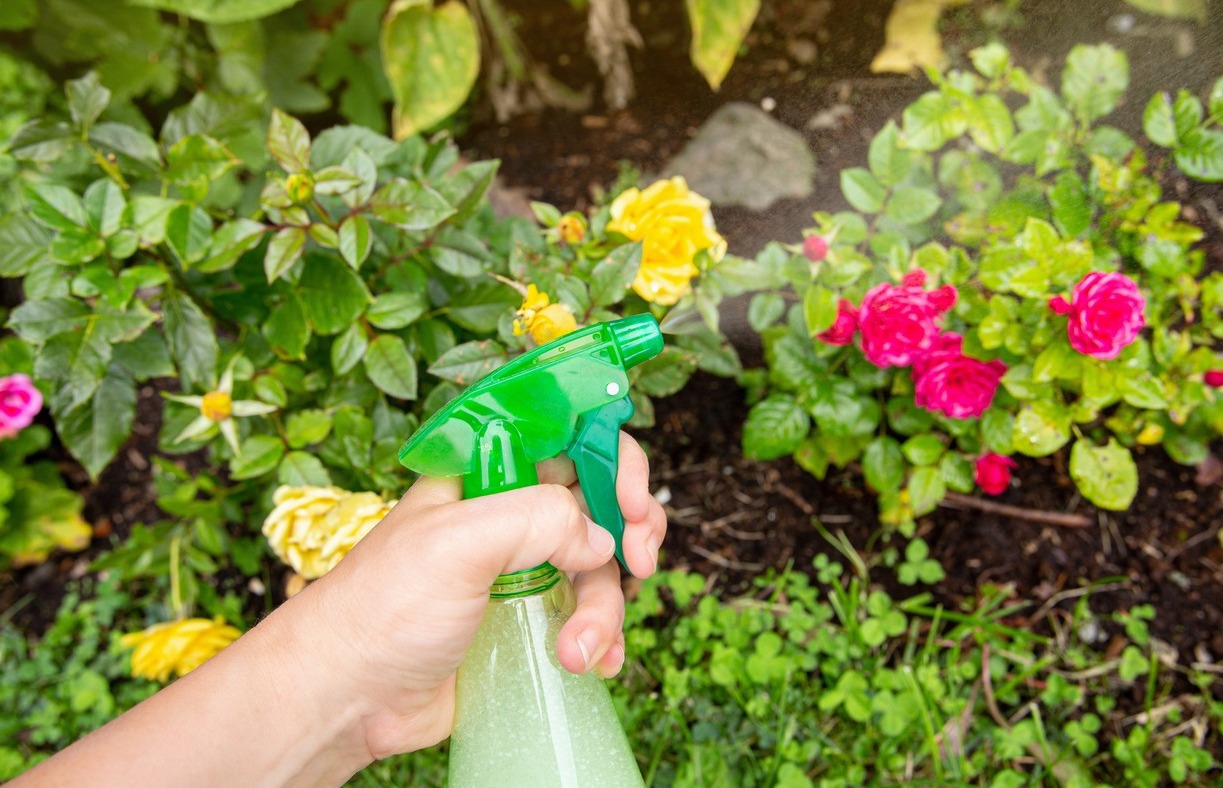 anti puceron naturel vinaigre blanc anti puceron naturel vinaigre blanc