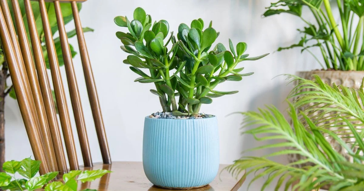 arbre de jade signification arbre de jade signification