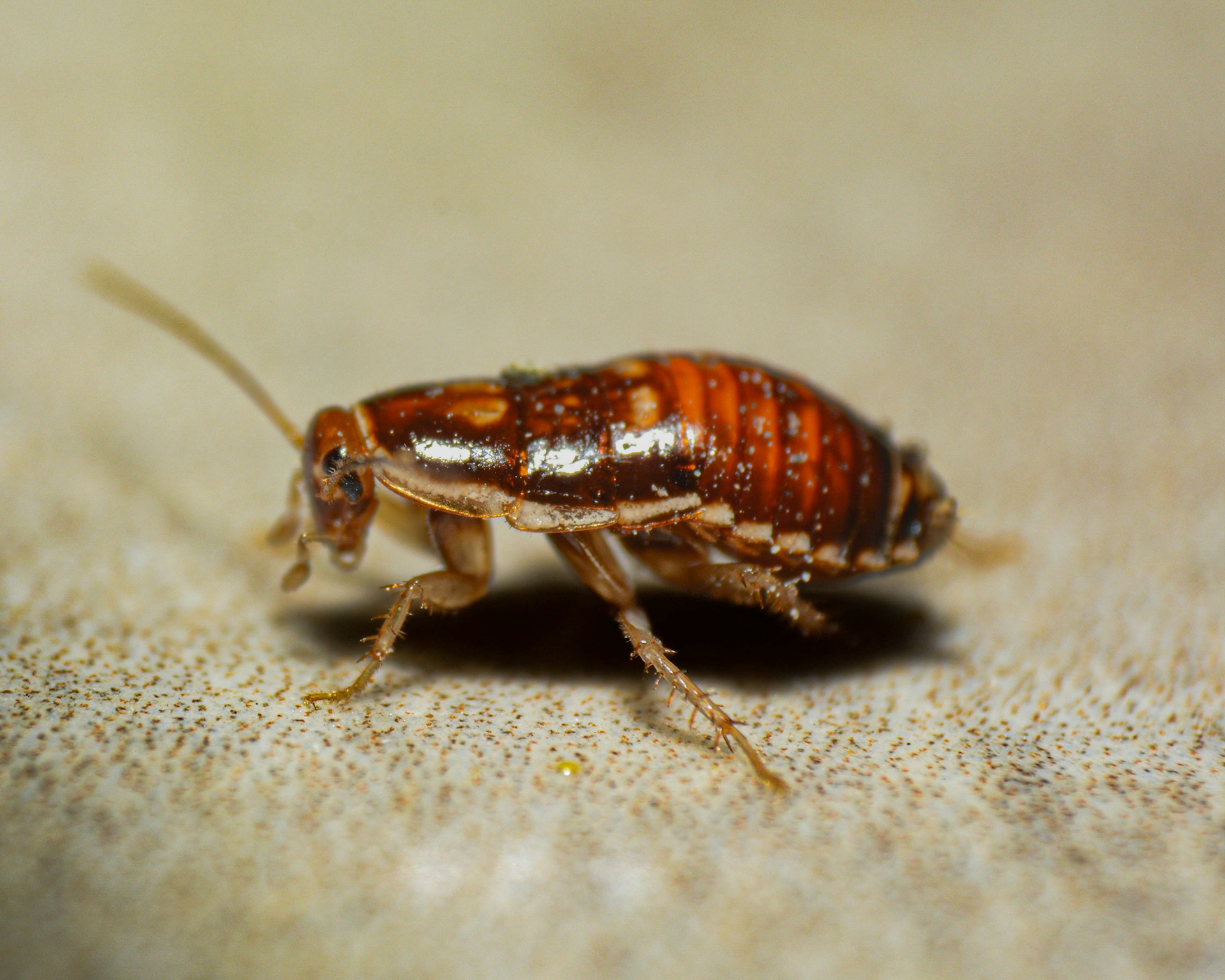 Petit insecte brun maison : causes et solutions rapides