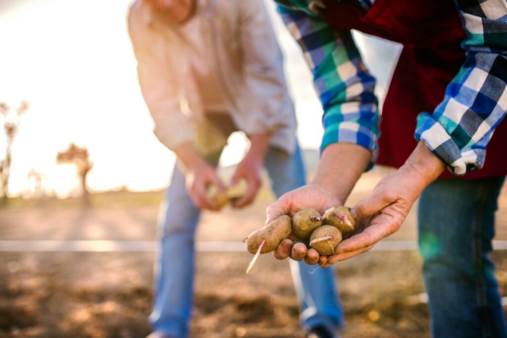 peut-on-planter-des-pommes-de-terre-toute-lannee