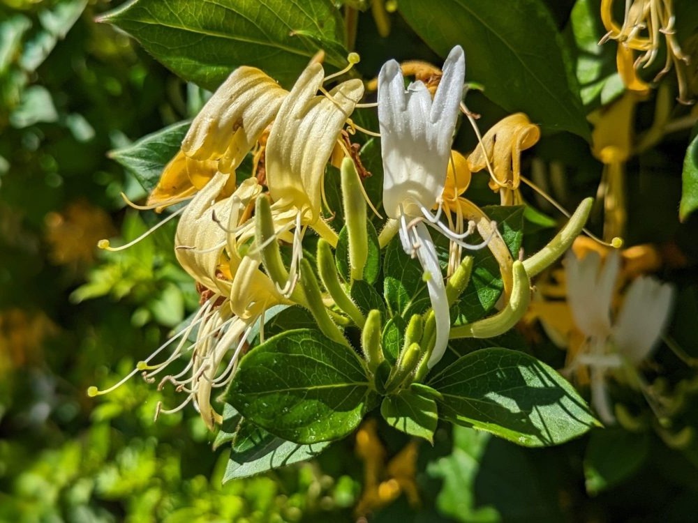 lonicera