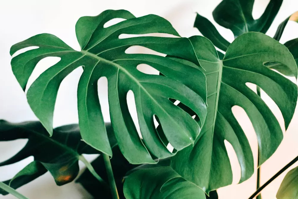 monstera-feuille-molle