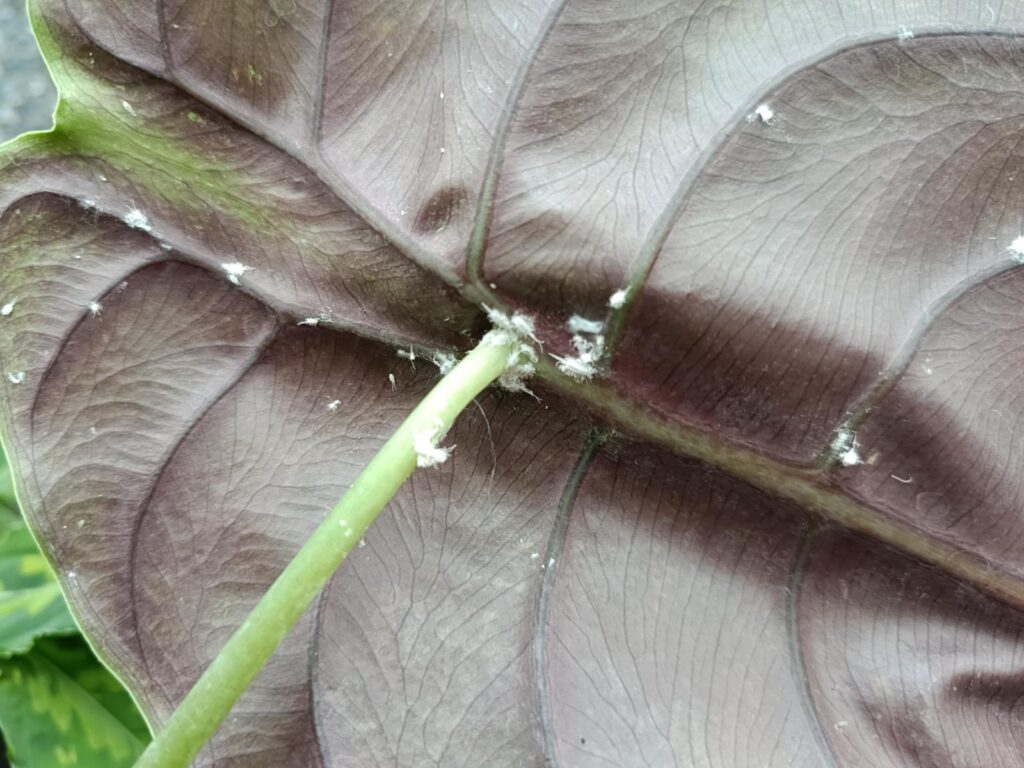 cochenille-traitement-naturel