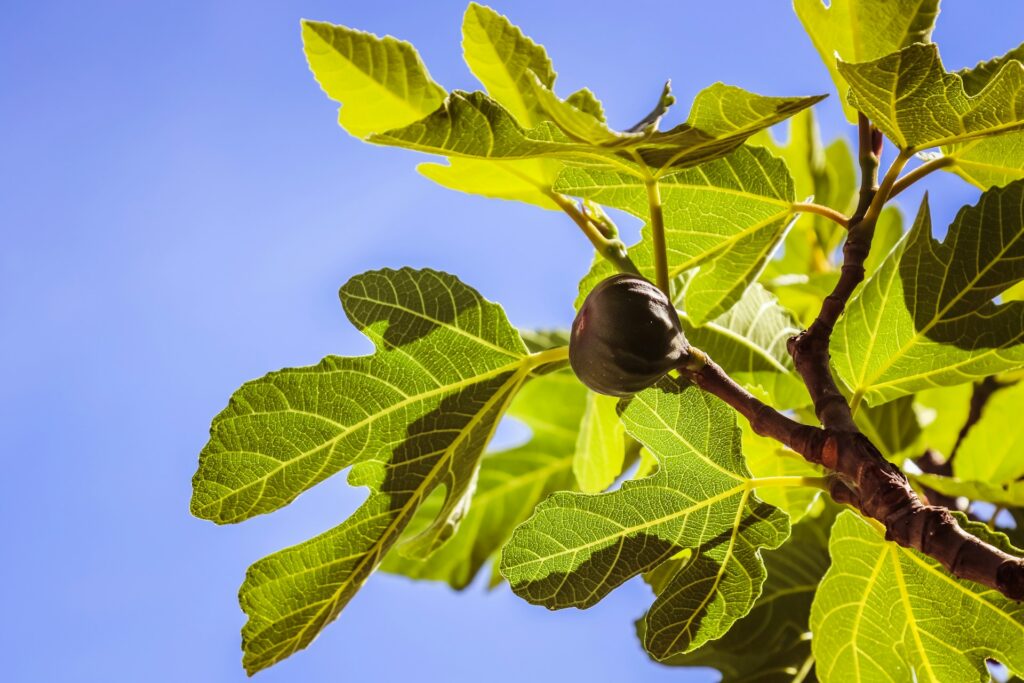 saison-des-figues