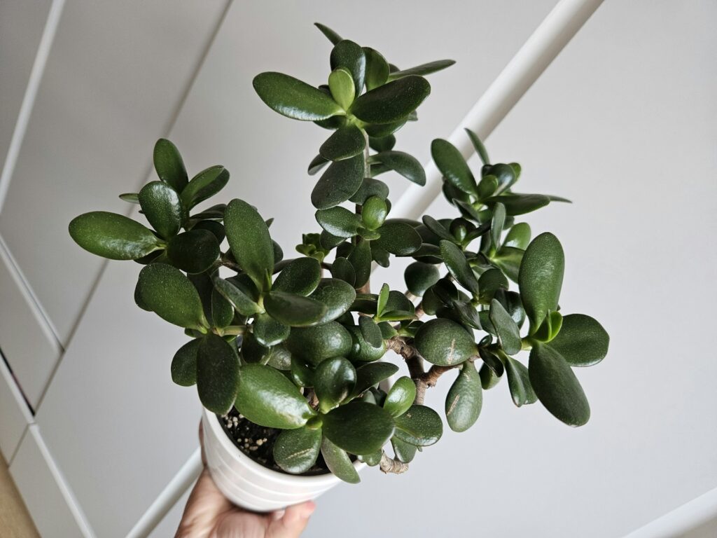 plante-de-jade