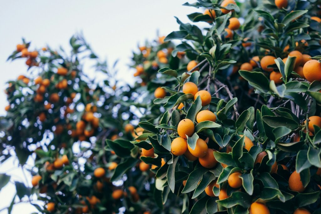 kumquat
