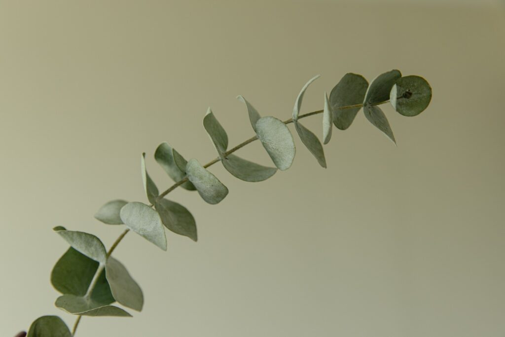 eucalyptus-gunnii