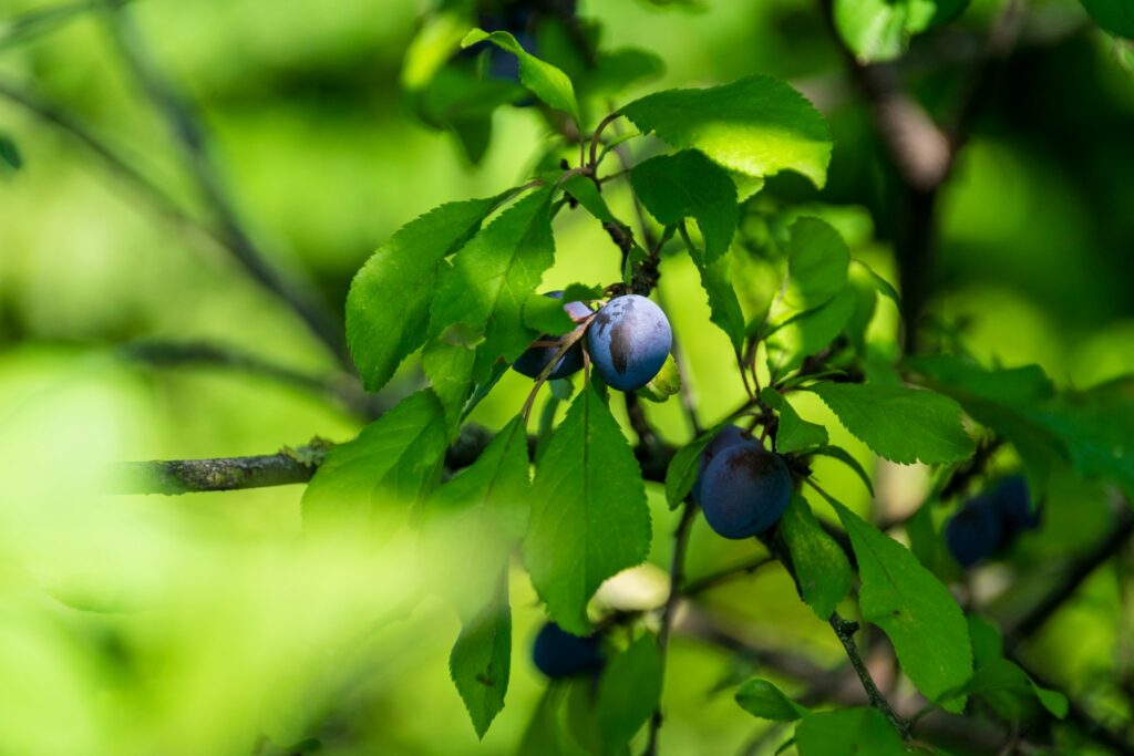 prune-sauvage-toxique