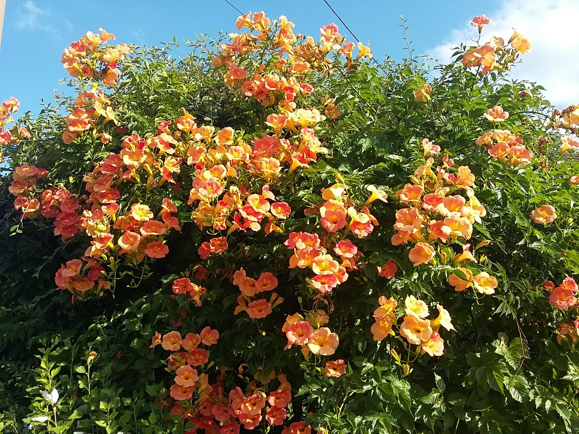 bignone grimpante bignone grimpante