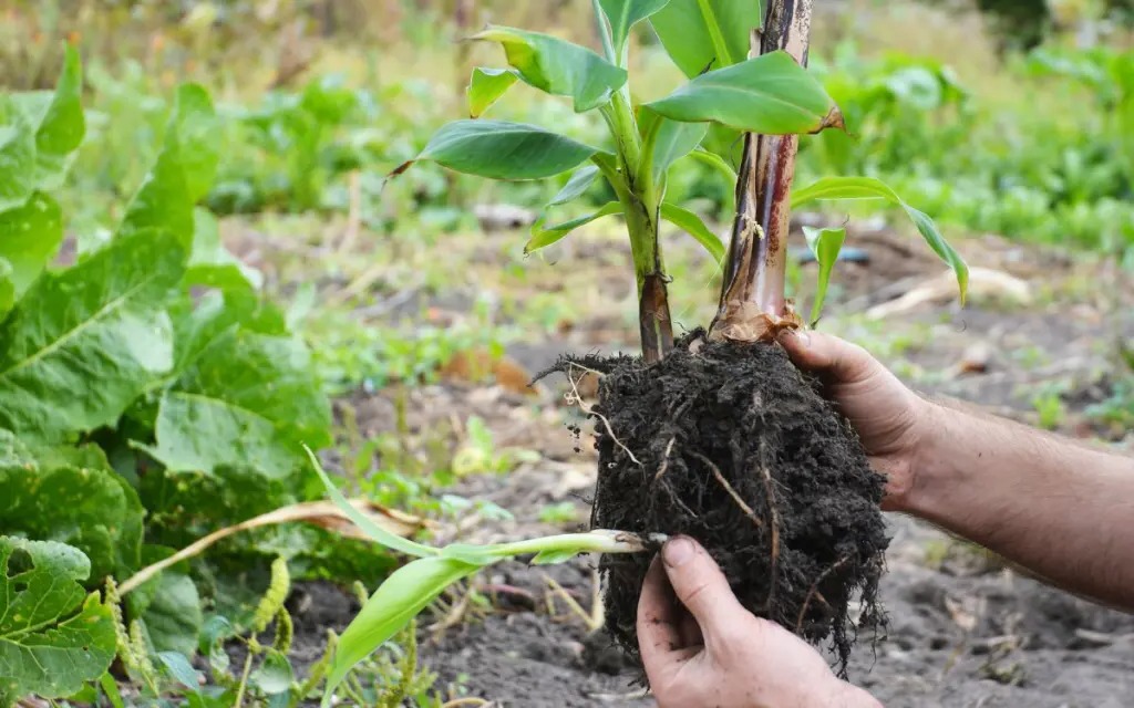comment faire pousser un bananier sans graine comment faire pousser un bananier sans graine