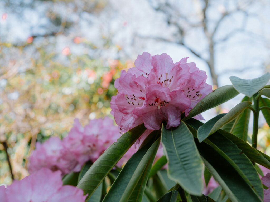 floraison-rhododendron
