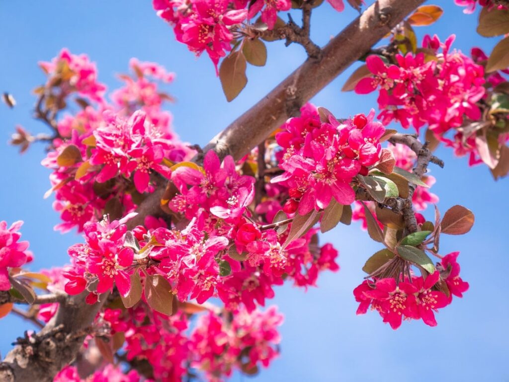 lilas-japonais