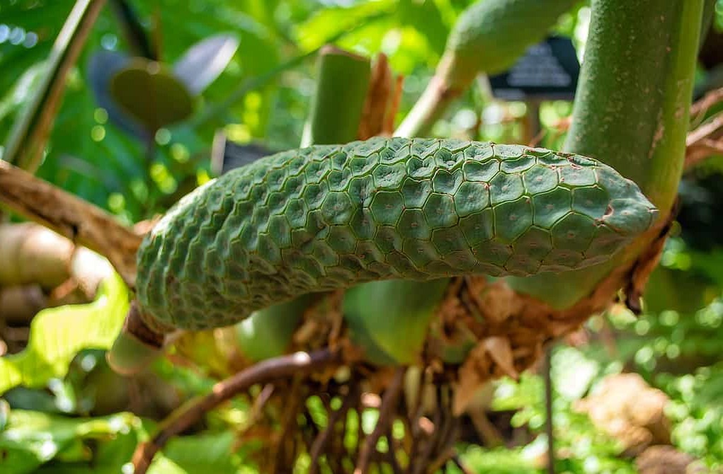 Monstera Monstera
