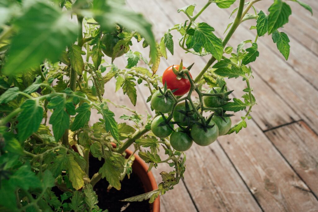 quand-planter-tomates