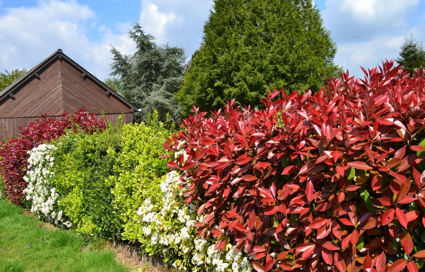 inconvénient photinia inconvénient photinia