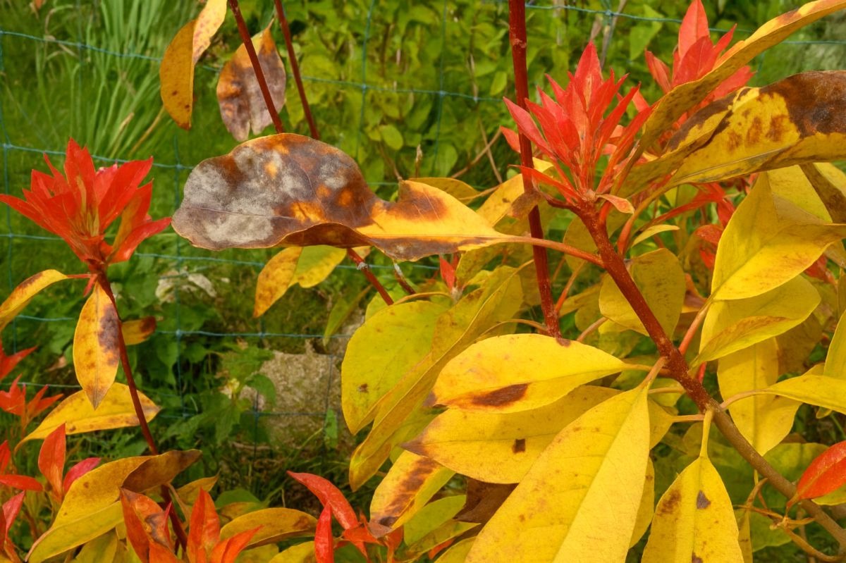 photinia maladie photo photinia maladie photo