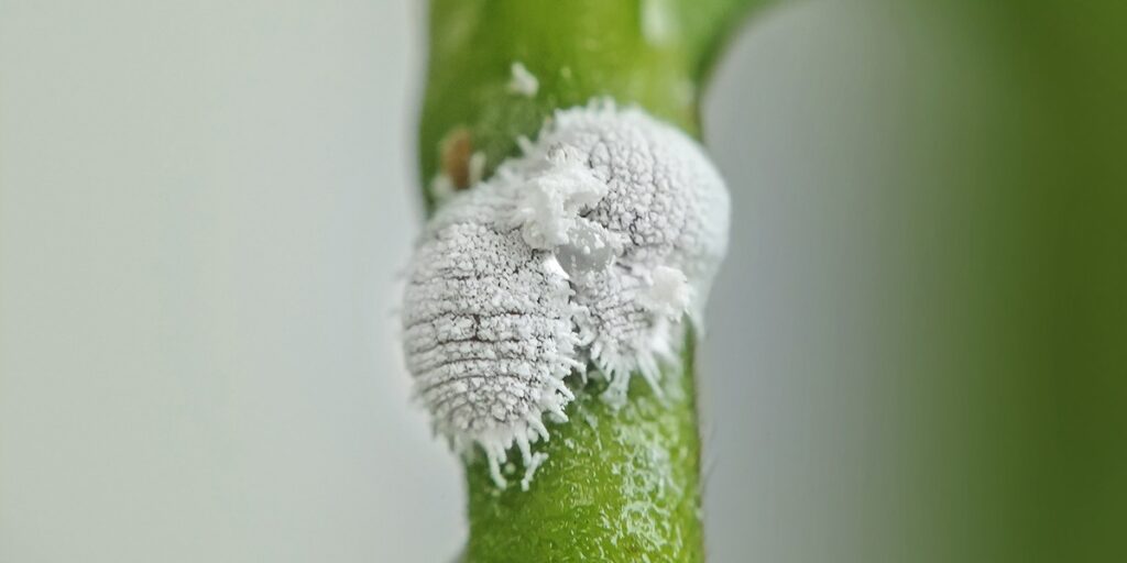 cochenille-farineuse