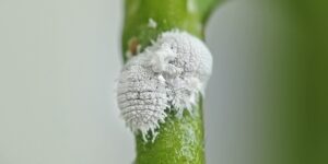 cochenille-farineuse