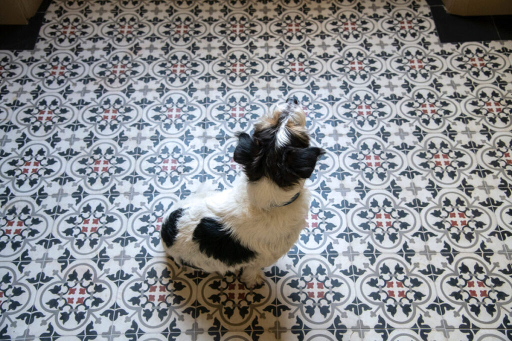 Deco Mosaic est une entreprise passionnée du carreau du ciment qui propose des carreaux 100 % artisanaux Deco Mosaic est une entreprise passionnée du carreau du ciment qui propose des carreaux 100 % artisanaux